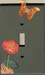 butterfly_flower
