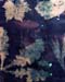 cyanotype_detail